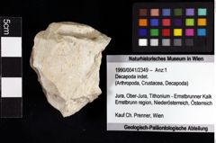 Foto (Objket + Etiketten) von Decapoda indet. 